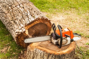 GA Tree Cutting Attorney | Wrongful Tree Cutting